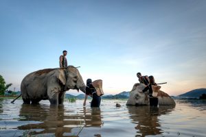 Kegiatan menarik tempat wisata di Chiang Mai salah satunya memandikan gajah