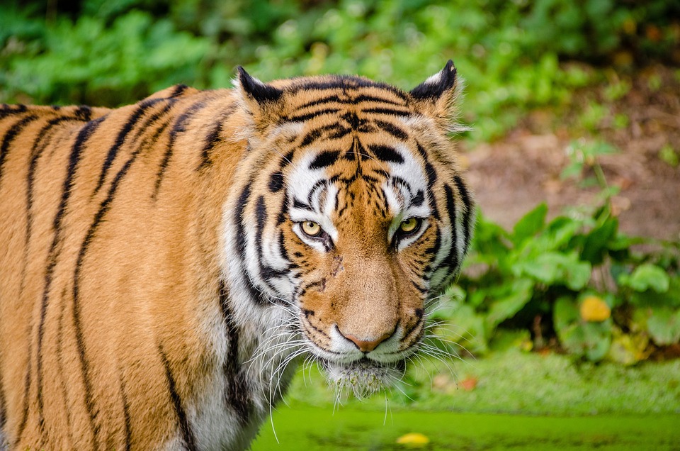 Punahnya Harimau Jawa