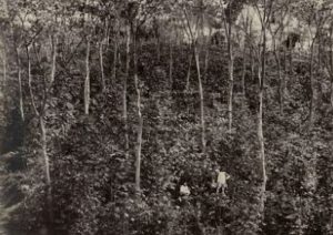 Ekosistem Harimau Jawa
