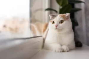 Kucing adalah hama, RS Medika Permata Hijau, Hariane Semarang