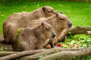 Fakta unik Capybara