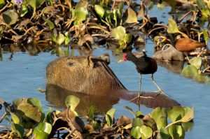 Fakta unik Capybara