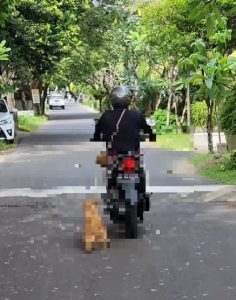 Video viral Anjing di Ciung Wanara