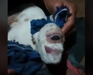 Viral, anak kambing bermata satu lahir di Cirebon, Jawa Barat.