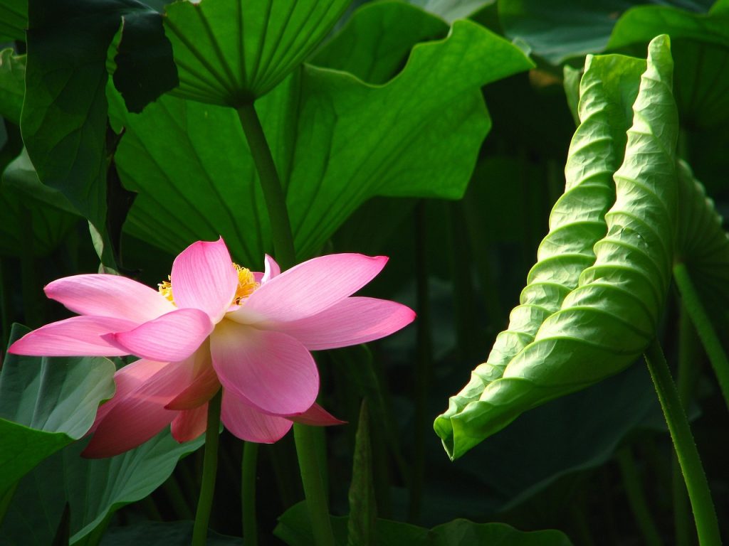 Bunga Lotus Al Mumtadz di Guangxi